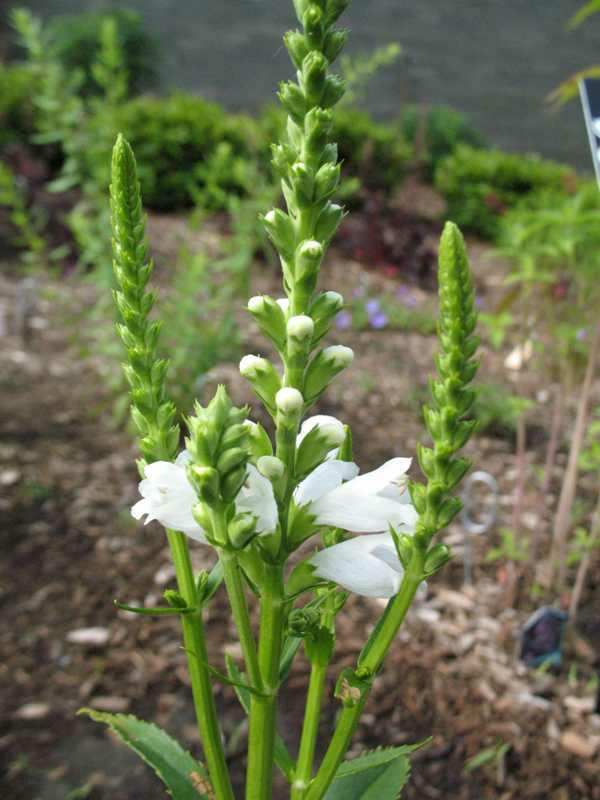 Obedient Plant (Miss Manners) | MSD